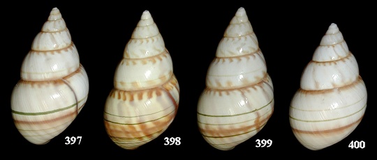 Liguus fasciatus fuscoflamellus X Liguus fasciatus septentrionalis