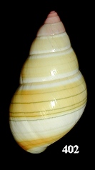 Liguus fasciatus roseatus Pilsbry, 1912