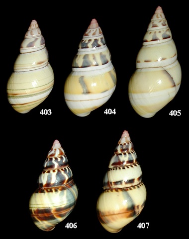 Liguus fasciatus pictus X Liguus fasciatus roseatus