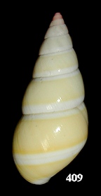 Liguus fasciatus dryas Pilsbry, 1932