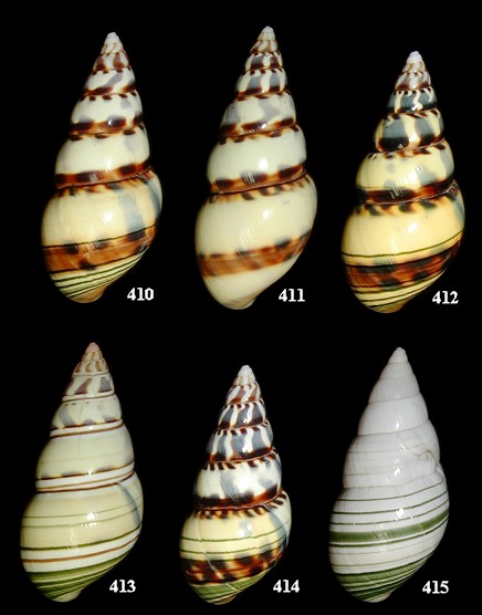 Liguus fasciatus pseudopictus X Liguus fasciatus dryas