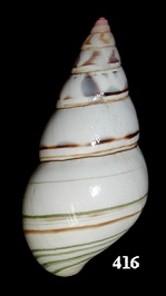 Liguus fasciatus osmenti Clench, 1942