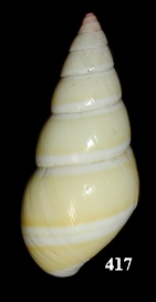 Liguus fasciatus dryas Pilsbry, 1932