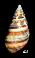 Liguus fasciatus lucidovarius Doe, 1937