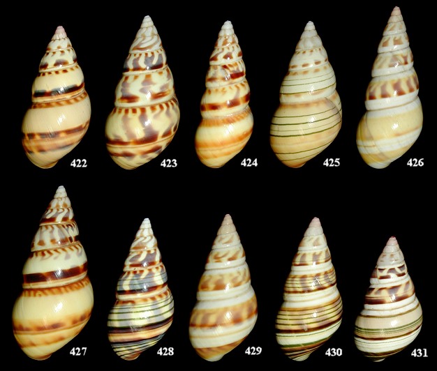 Liguus fasciatus dryas X Liguus fasciatus lucidovarius