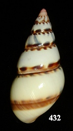 Liguus fasciatus pictus (Reeve 1842)