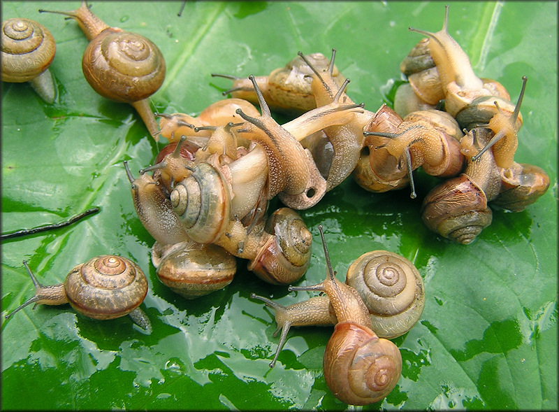 Bradybaena similaris (Frussac, 1821) Asian Tramp Snail