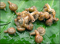 Bradybaena similaris (Frussac, 1821) Asian Tramp Snail