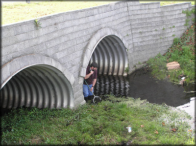 Patrick Baker searches for Pomacea diffusa specimens in the ditch near the culvert