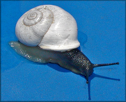 Otala lactea (Müller, 1774) Milk Snail Albino Specimen