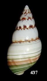 Liguus fasciatus pseudopictus Simpson, 1920