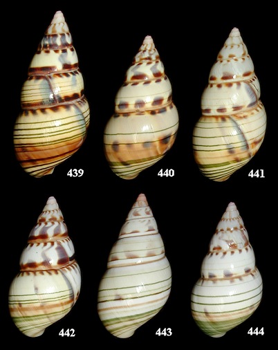 Liguus fasciatus pseudopictus X Liguus fasciatus testudineus