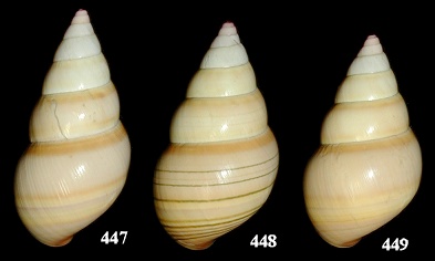 Liguus fasciatus ornatus X Liguus fasciatus lossmanicus