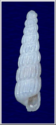 Turbonilla (Chemnitzia) levis (C. B. Adams, 1850)