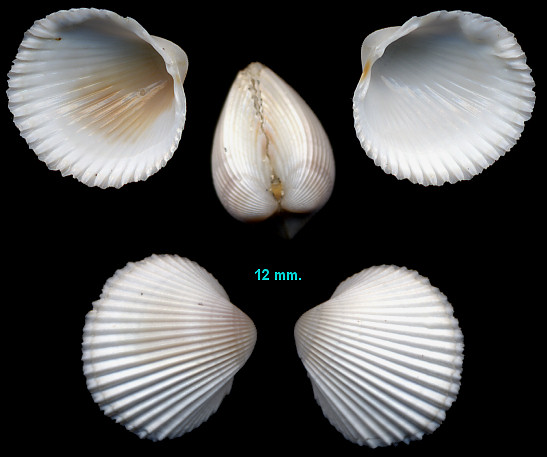 Dinocardium robustum (John Lightfoot, 1786) Atlantic Giant Cockle