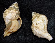 Neptunea amianta (Dall, 1890)