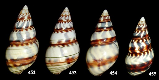 Liguus fasciatus pseudopictus X Liguus fasciatus marmoratus