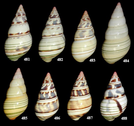 Liguus fasciatus ornatus X Liguus fasciatus lignumvitae