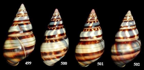 Liguus fasciatus humesi X Liguus fasciatus testudineus