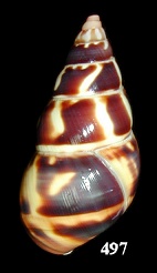 Liguus fasciatus humesi Jones, 1979