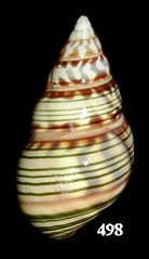 Liguus fasciatus testudineus Pilsbry, 1912