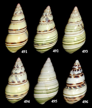 Liguus fasciatus vonpaulseni X Liguus fasciatus nancyae