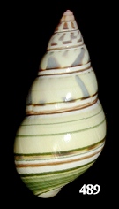 Liguus fasciatus vonpaulseni Young, 1960