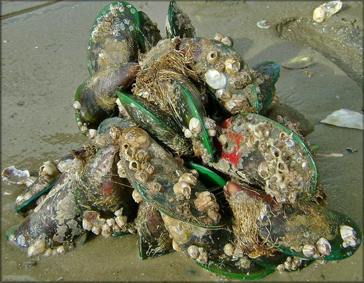 Perna viridis (Linnaeus, 1758) Asian Green Mussel In Situ