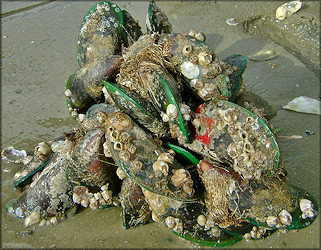 Perna viridis (Linnaeus, 1758) Asian Green Mussel In Situ