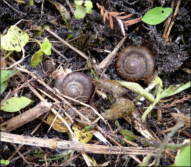 Daedalochila auriculata (Say, 1818) At Bass Haven Station Two In Situ