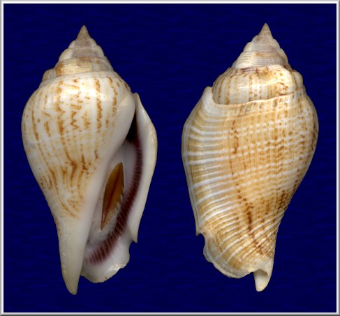 Gibberulus gibberulus gibberulus (Linnaeus, 1758)