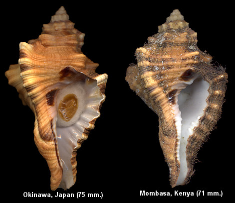 Cymatium (Lotoria) lotorium (Linnaeus, 1758) Juveniles