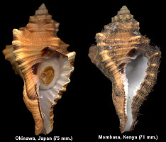 Cymatium (Lotoria) lotorium (Linnaeus, 1758) Juveniles