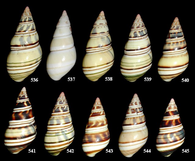 Liguus fasciatus graphicus X Liguus fasciatus cingulatus