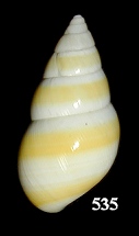 Liguus fasciatus cingulatus Simpson 1920