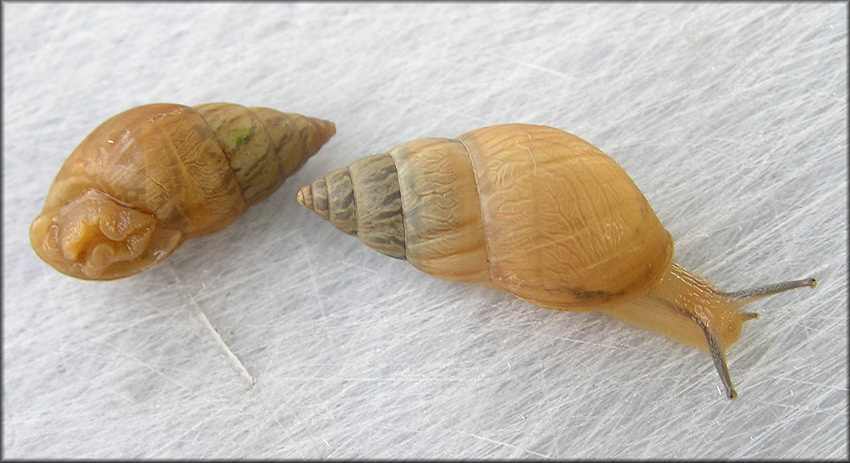 Bulimulus sporadicus (d’Orbigny, 1835)