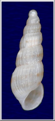 Turbonilla cf. riisei (Mørch, 1875)