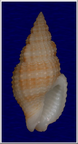 Antillophos virginiae (Schwengel, 1942)