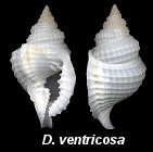 Distorsio ventricosa Kronenberg, 1994