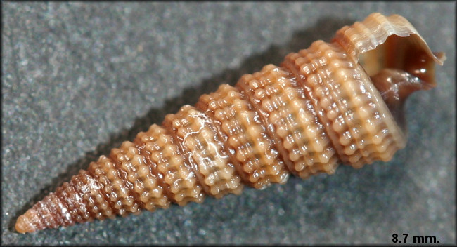 Retilaskeya bicolor (C. B. Adams, 1845)