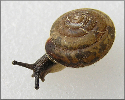 Euchemotrema fraternum (Say, 1821) Upland Pillsnail