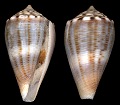 Conus mus Hwass in Bruguière, 1792