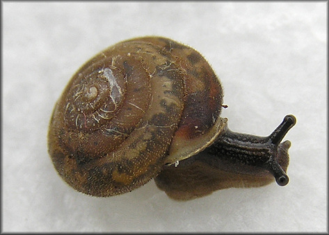 Euchemotrema fraternum (Say, 1821) Upland Pillsnail