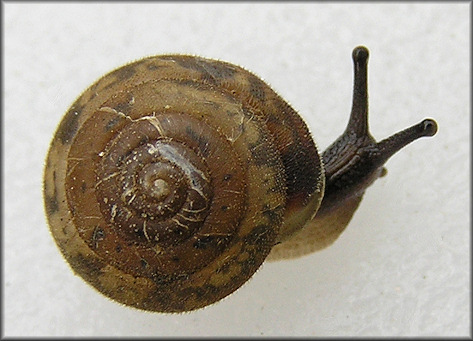 Euchemotrema fraternum (Say, 1821) Upland Pillsnail