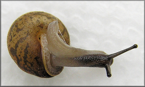 Euchemotrema fraternum (Say, 1821) Upland Pillsnail