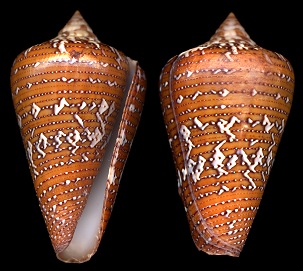 Conus cedonulli Linnaeus, 1767