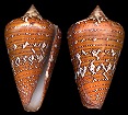 Conus cedonulli Linnaeus, 1767