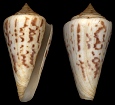 Conus clerii Reeve, 1844