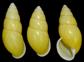 Amphidromus chloris (Reeve, 1848)