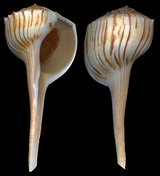 Busycoarctum coarctatum (G. B. Sowerby I, 1825)